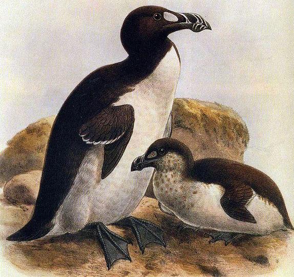 The last breeding pair died in 1844