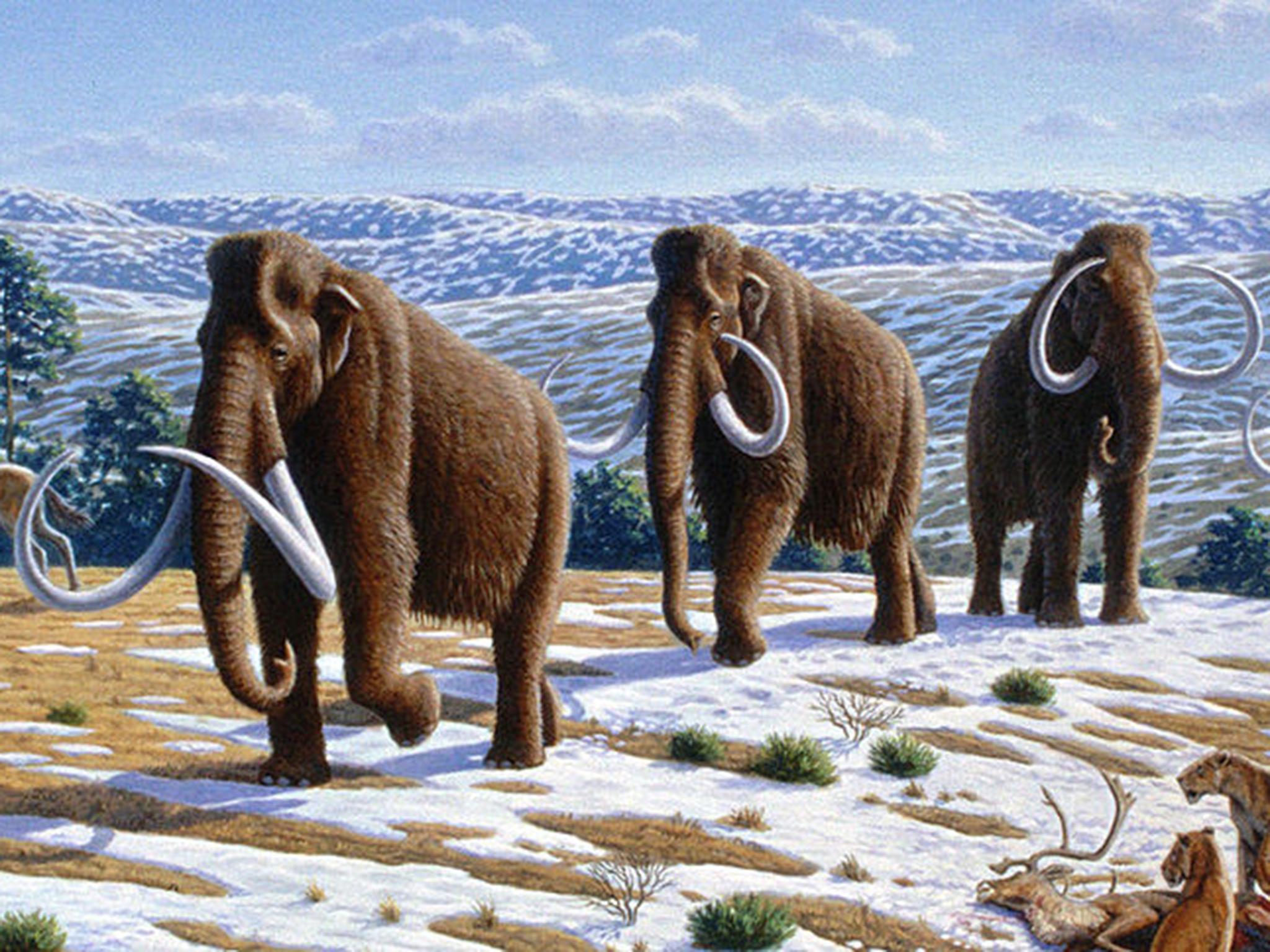 Reviving the woolly mammoth might assuage our guilt but what about the morality of the act?