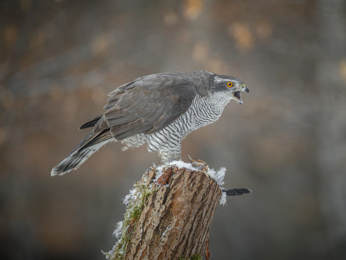 Man shot dead badgers and buzzards in ‘biggest cull of protected species’ ever seen by official