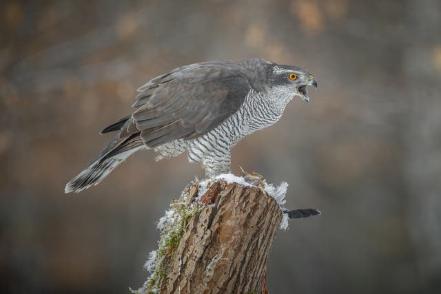 Goshawks, otters and peregrine falcons were among the species targeted by gamekeeper Alan Wilson