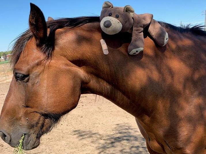 Maximus, the police patrol horse stuck at a county fair