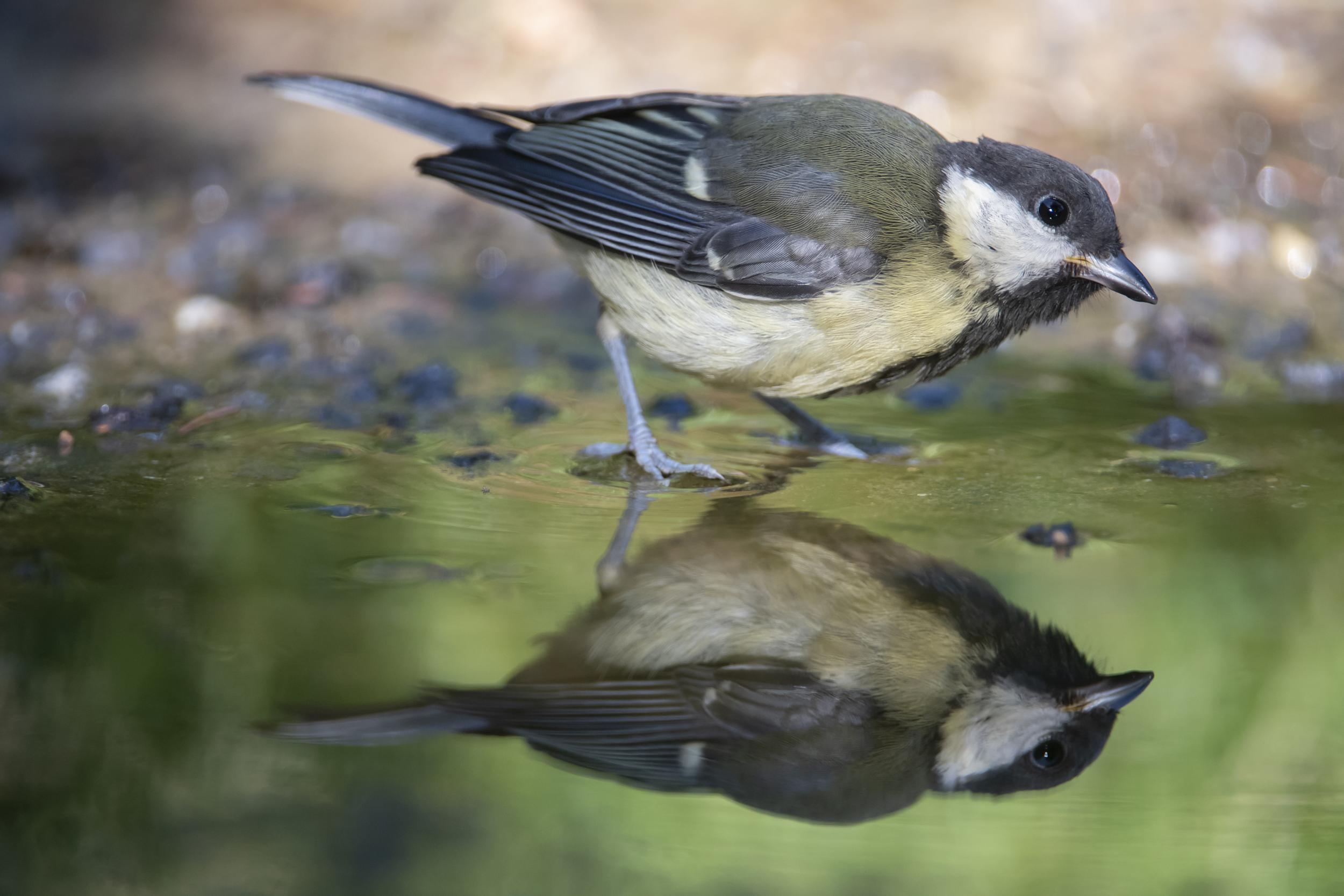 Researchers looked at 13 species in detail and found there was a risk of extinction for all but four of them. Pictured is a great tit