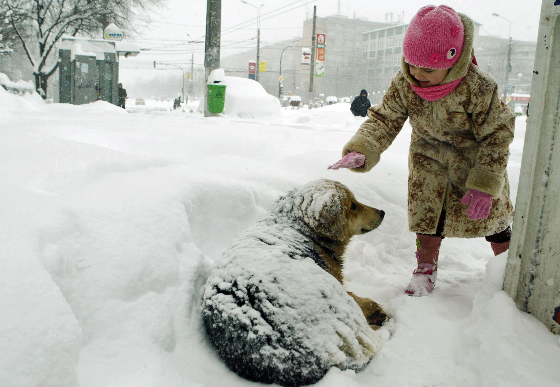 A child pets a stray dog in Bucharest, where nine in 10 say they are used to seeing animals abused AFP/Getty)