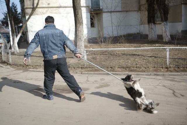 The link is established between serial killers and animal cruelty | The  Independent | The Independent