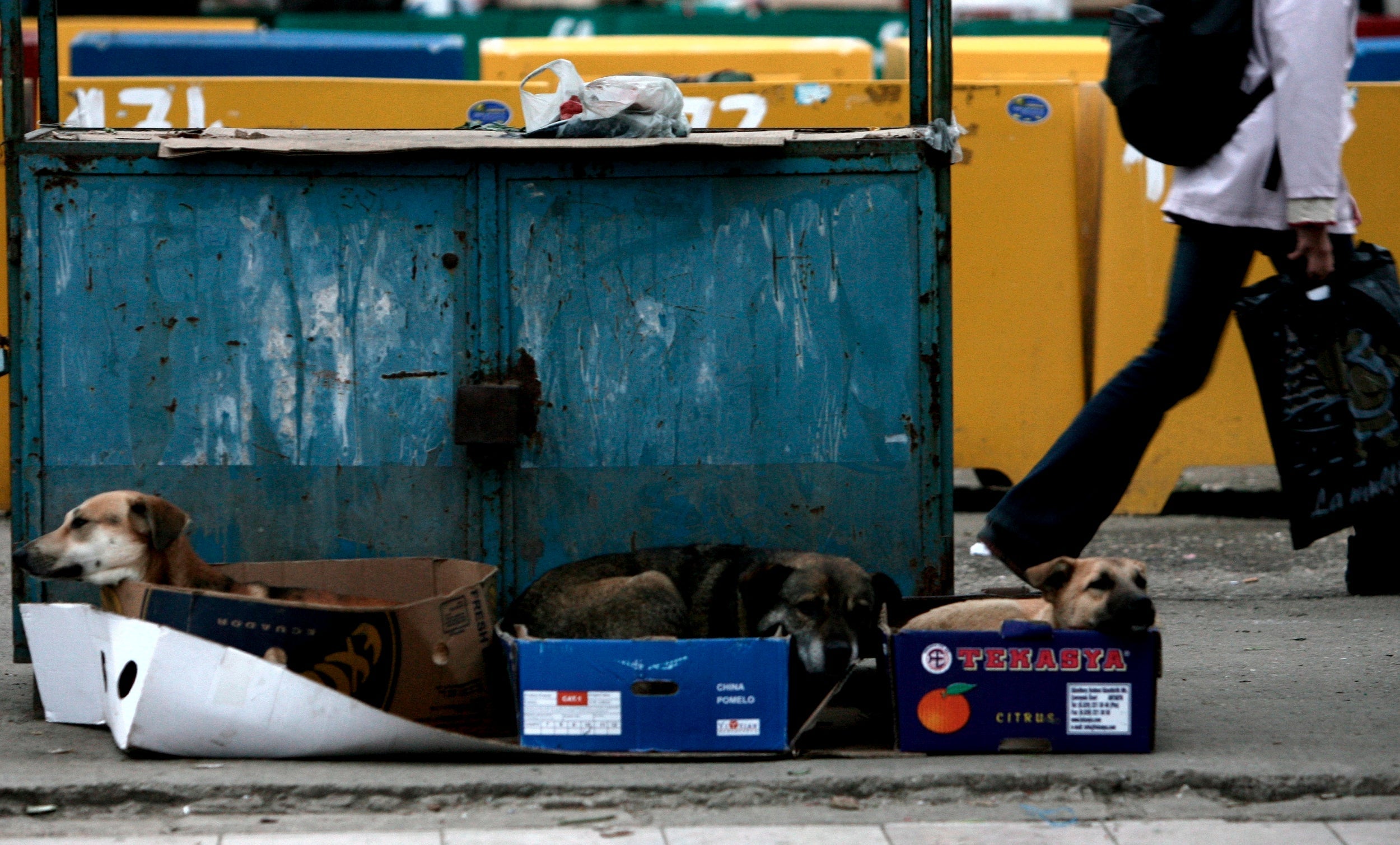 A street food seller uses the strays to guard her fruit in a market in Bucharest