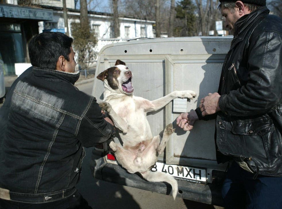 In Romania, it’s ‘normal’ to see homeless animals being abused or killed