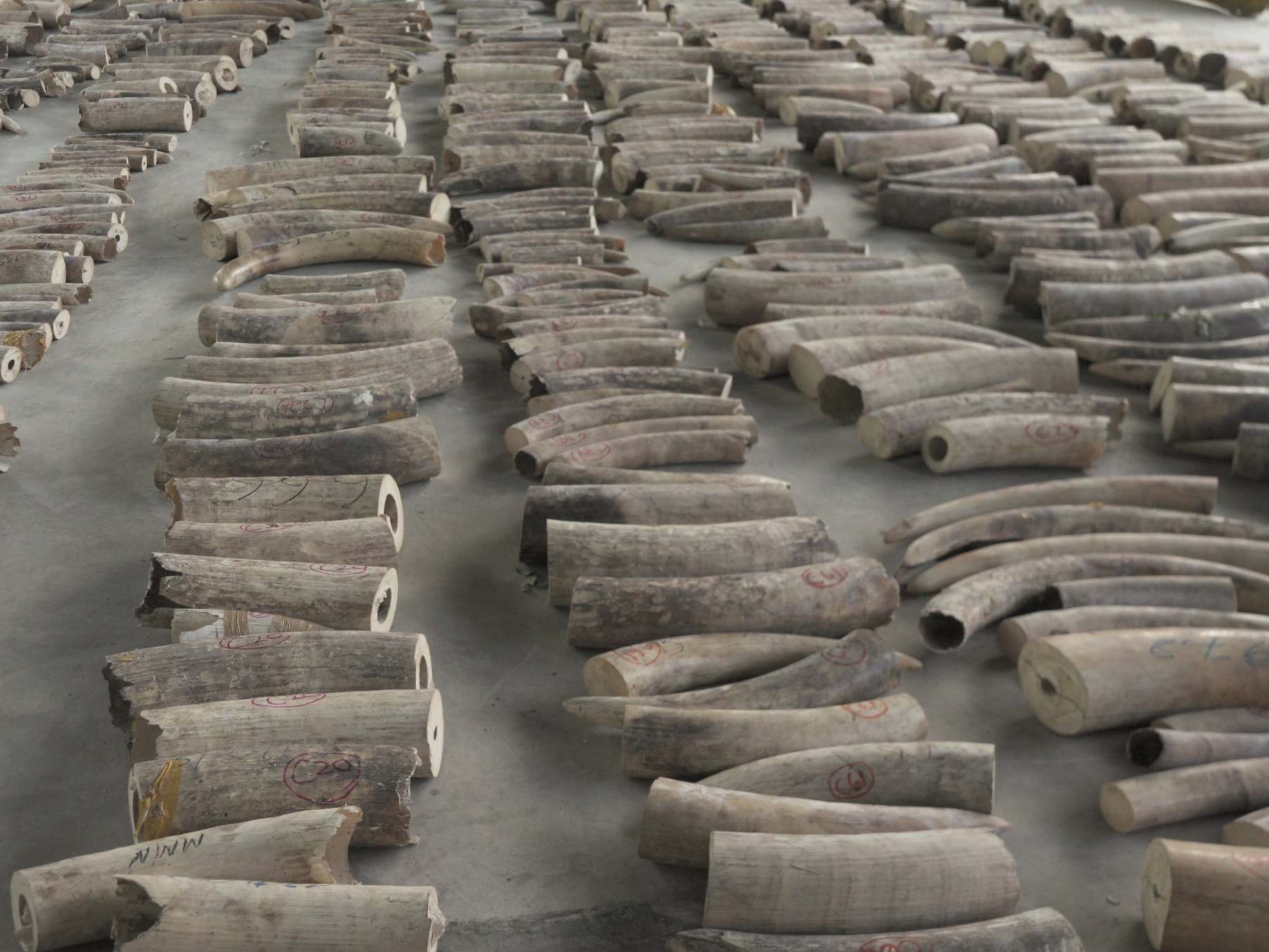 Elephant tusks confiscated in Singapore