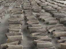 Nine tonnes of elephant tusks seized in Singapore
