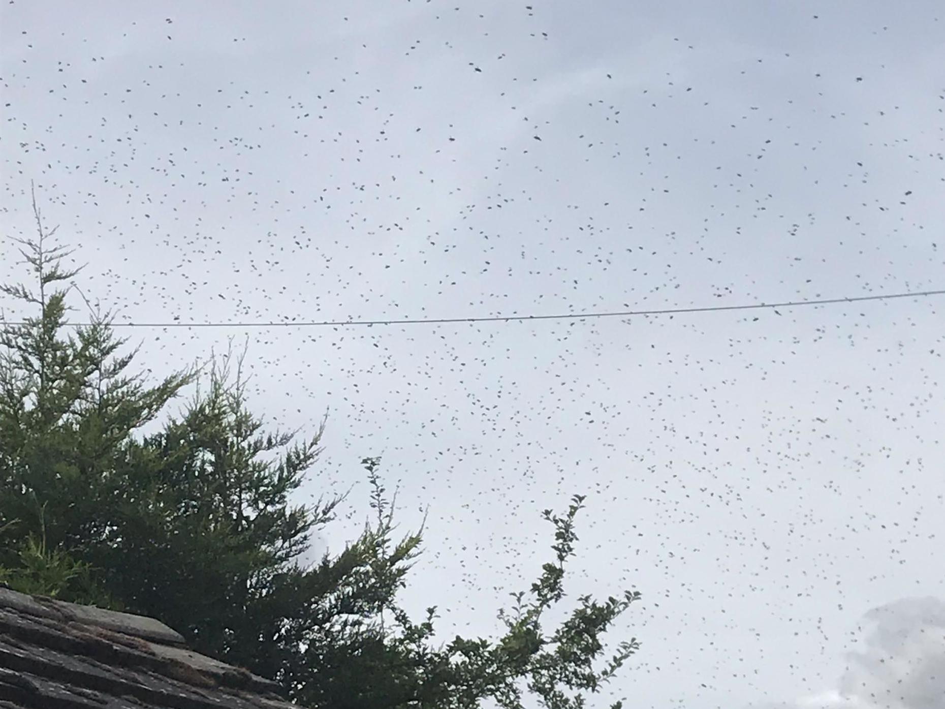 Simon Pollitt was left stunned after thousands of honey bees swarmed his father's home in Swavesey, near St Ives, in Cambridgeshire, on 21 July 2019.