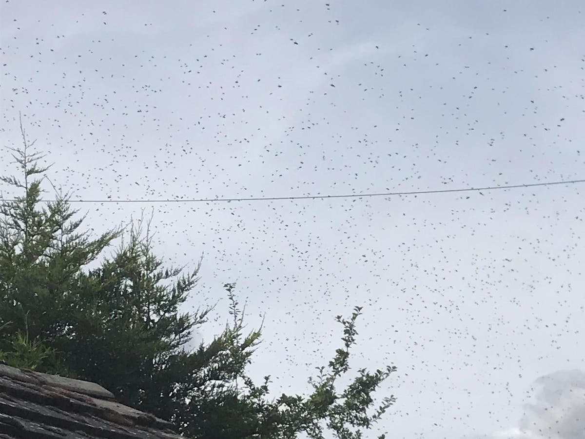 Family left stunned as 'big black cloud' of 50,000 bees surrounds their home