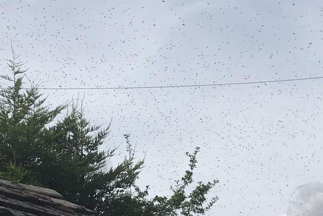 Simon Pollitt was left stunned after thousands of honey bees swarmed his father's home in Swavesey, near St Ives, in Cambridgeshire, on 21 July 2019.