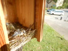 Hundreds of songbird chicks starve to death in European heatwave