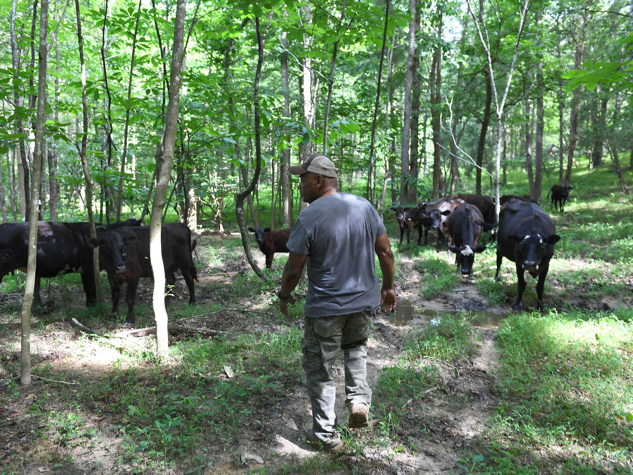 Aubrey Terry looks over some of the cattle that graze on the farm he and his siblings own