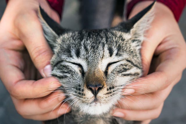 Learn how to pet your furry friend the scientific way