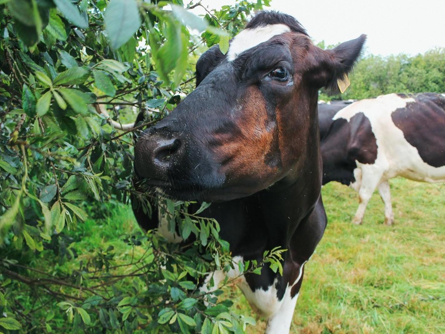 Amazing graze: cows like to munch on hedgerows and trees – mulberry leaves are high in protein and willow bark has painkilling properties