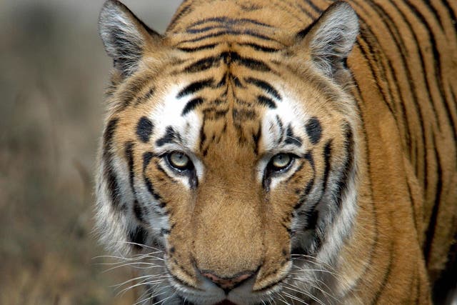 A crowd of people beat a Bengal Tiger to death after it attacked villager, later killing one and wounding eight