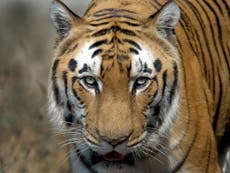 India tiger population surges to 3,000 offering ‘hope and reassurance’