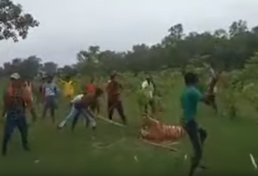 Angry villagers beat a wounded tiger to death on a national reserve