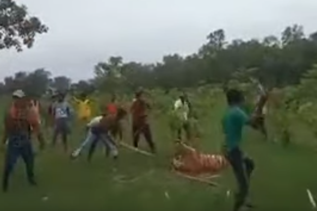 Angry villagers beat a wounded tiger to death on a national reserve
