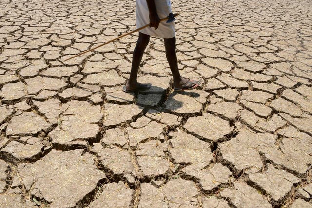 An Indian farmer in his drought-hit cotton field