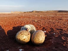 Unhatched birds can exchange survival skills from within their eggs