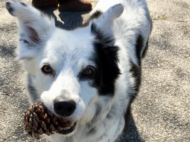 Chaser the border collie has died aged 15