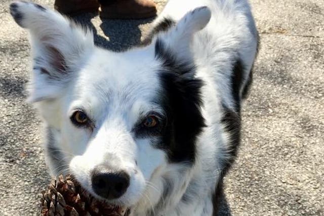 Chaser the border collie has died aged 15