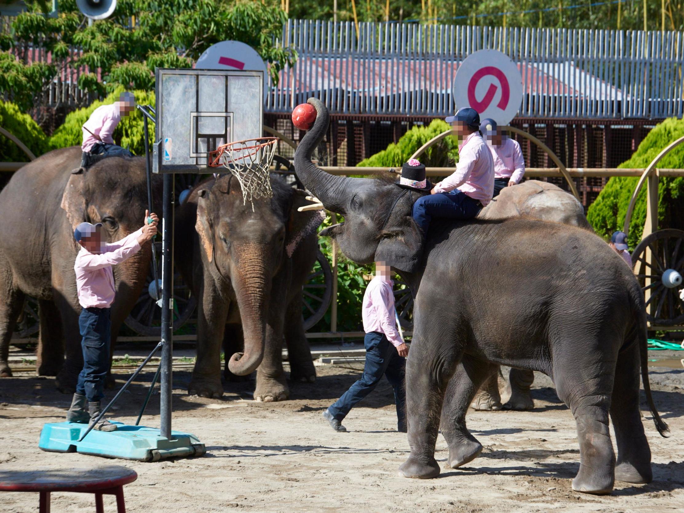 Research involved visits to a dozen of zoos where animals were maltreated. Pictured are elephants forced to play basketball