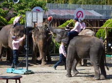 How rampant animal cruelty still infects zoos worldwide