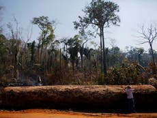 Destruction of Amazon rainforest increases rapidly under Bolsonaro