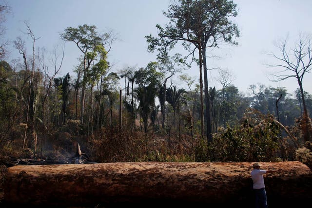 Since Brazil's Jair Bolsonaro took office, illegal logging and mining have led to hugely increased deforestation