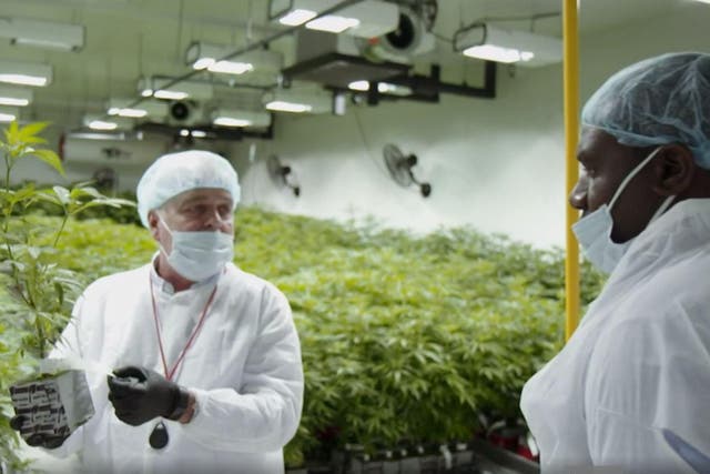 David Lammy visits Canadian cannabis plant
