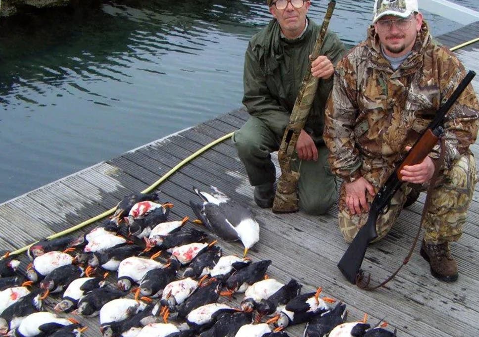 British hunters are being told they can kill up to 100 puffins per hunting trip