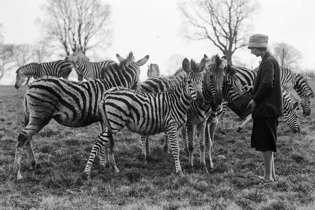 Zebra’’ ability to manage stress could help humans manage their mental health