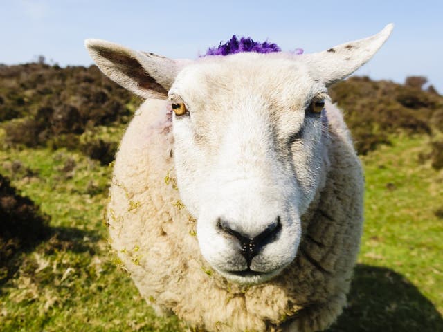 The 999 operator refused to send a police officer to protect the family from a sheep attack