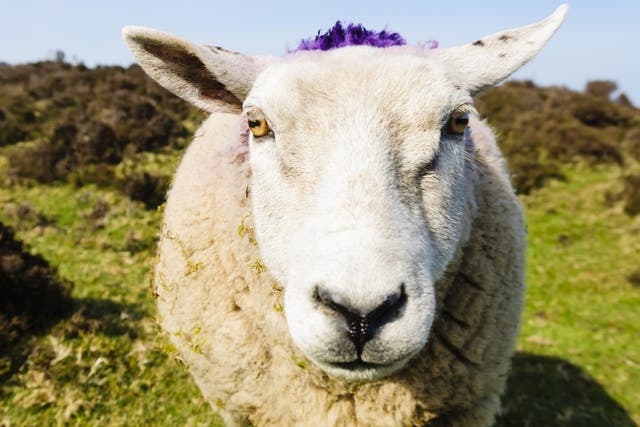 The 999 operator refused to send a police officer to protect the family from a sheep attack
