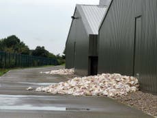 Thousands of chickens die in heatwave at farm supplying supermarkets