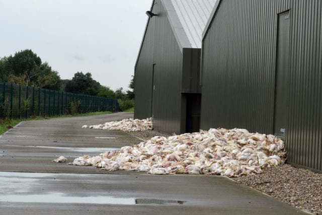 Six large piles of dead chickens were found outside the Lincolnshire farm after the heatwave