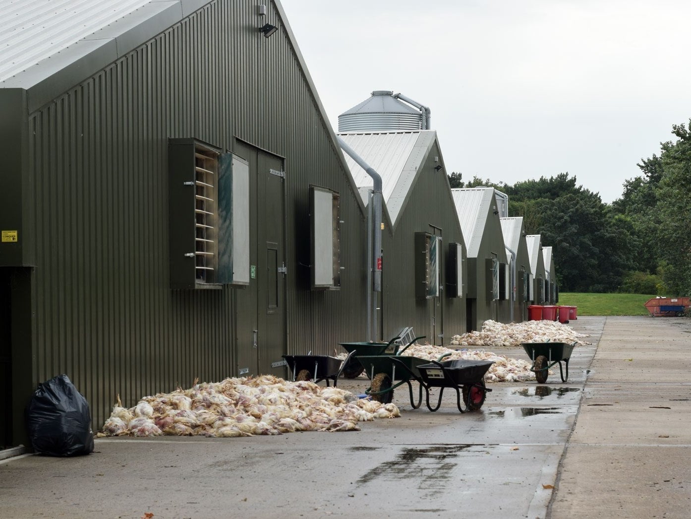 The dead birds at Moy Park