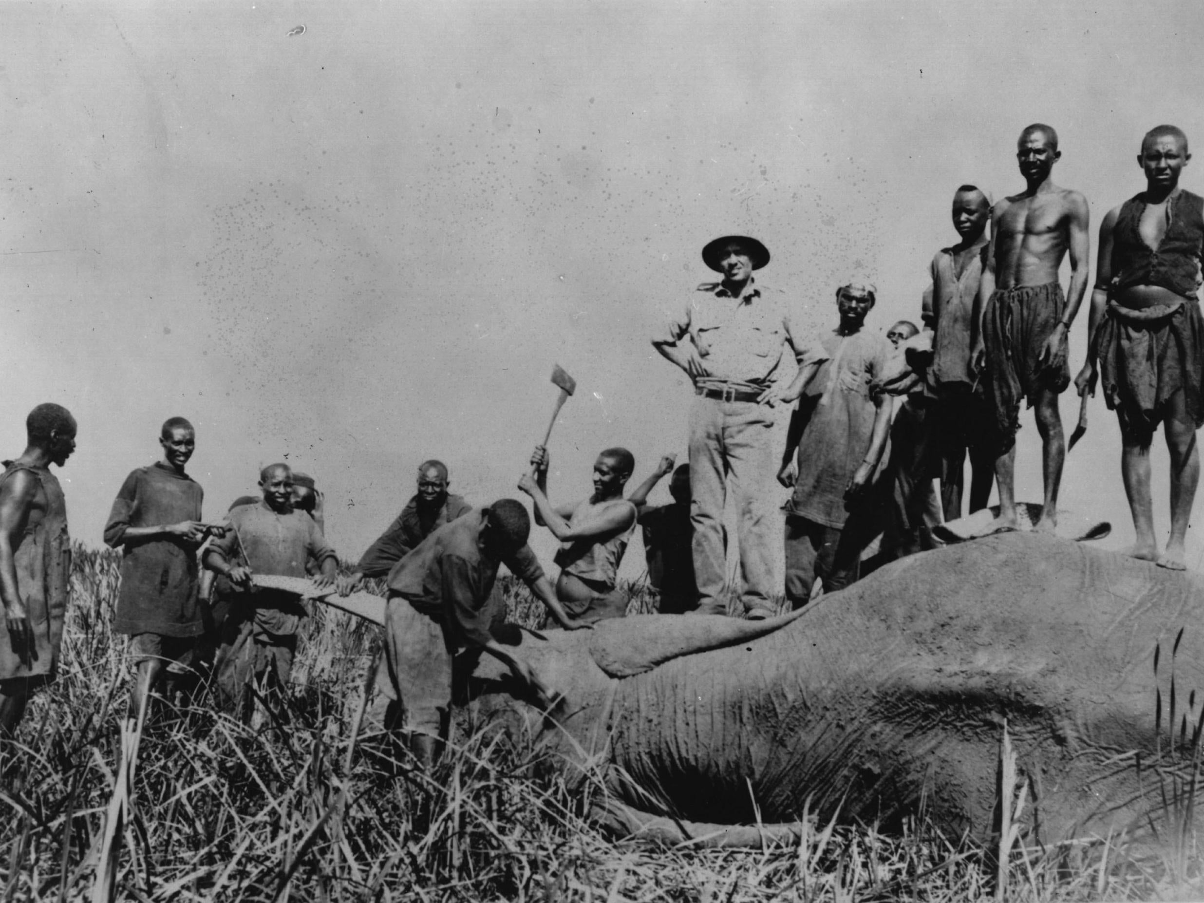 A hunting party in 1933 chopping the tusks off an elephant while others stand on the body - part of the West's colonial past