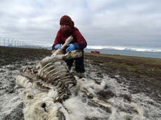 Hundreds of reindeer starve to death in Arctic 'due to climate change'