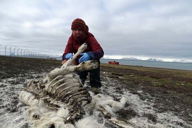 Ecologist Ashild Onvik Pedersen examines a reindeer cadaver Svalbard, where more than 200 have been found dead