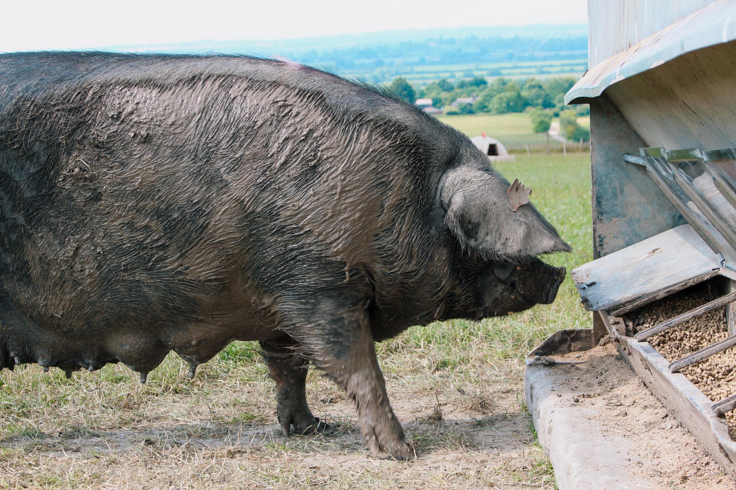 Eastbrook Farm in Wiltshire lets its organic pigs rootle around under trees instead of fields