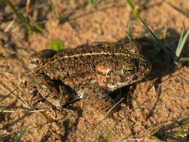 Britain's sand dunes, which have declined by a third since 1900, provide homes for species including the natterjack toad, pictured