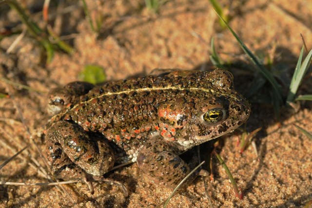 Britain's sand dunes, which have declined by a third since 1900, provide homes for species including the natterjack toad, pictured