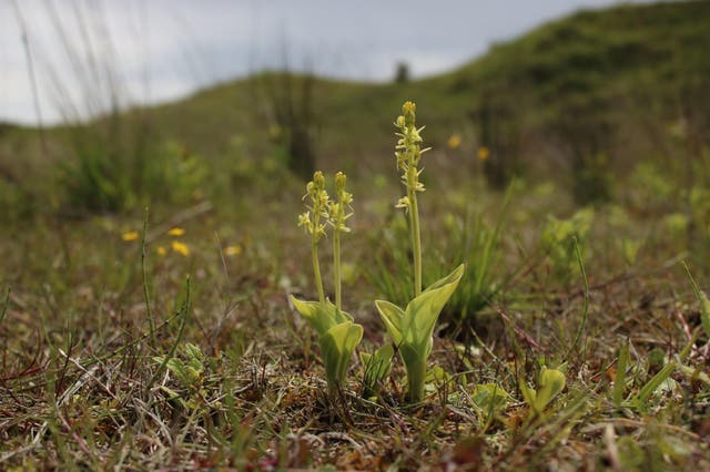 <p>Conservationists say dunes are naturally mobile and need to be moving to be effective habitats. Pictured is a fen orchid</p>