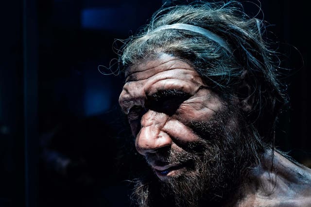 Wiped out: headshot of male Neanderthal replicate in Natural History Museum, London