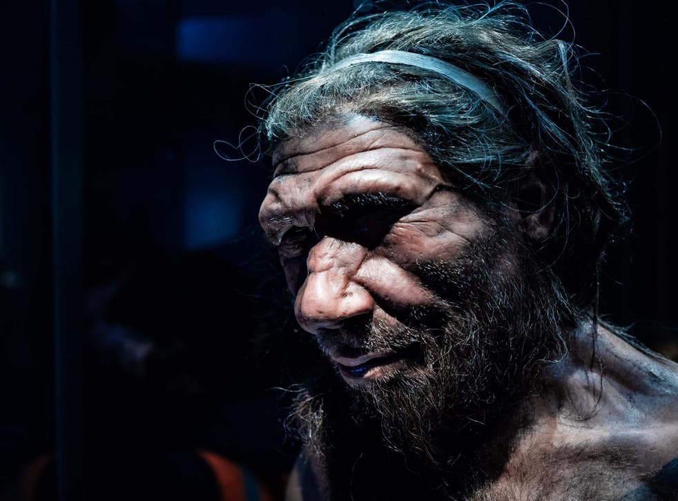 Wiped out: headshot of male Neanderthal replicate in Natural History Museum, London