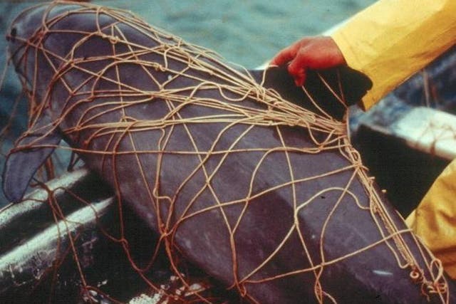 Pictured is a dead vaquita porpoise tangled in gillnet netting