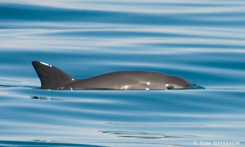 Urgent action is needed to save the vaquita porpoise which lives in the Gulf of California in Mexico (Tom Jefferson )